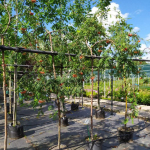 ryabina-obyiknovennaya-pendula