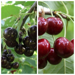 6718807428