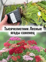 Тысячелистник обыкновенный Саммер Бериз многолетник саженец