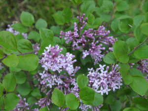 full_syringa-meyeri-palibin-5