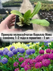 Примула мелкозубчатая Королла Микс многолетник цветы саженец