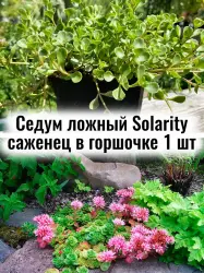 Седум (очиток) ложный Солнечный многолетний саженец