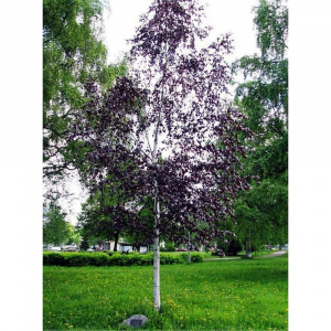 betula-