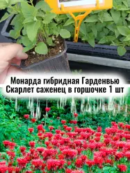 Монарда гибрид Гарденвью Скарлет многолетние цветы саженец