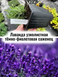 Лаванда узколистная Дип Пёпл тёмно-фиолетовые цветы саженец