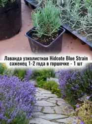 Лаванда узколистная Хидкот Блу Стрейн многолетний саженец