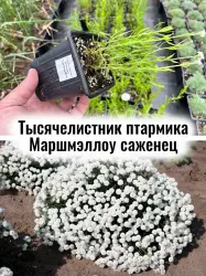 Тысячелистник птармика Маршмэллоу многолетние цветы саженец