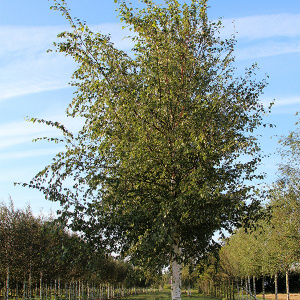 betula-pendula-zwitsers-glorie