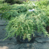 mozhzhevelnik-srednii-pfitzeriana-compacta-pfitceriana-kompakta
