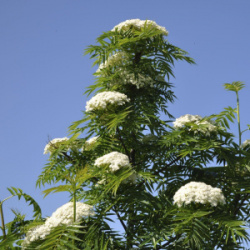 sorbus-commixta-dodong-koreansk-ron-
