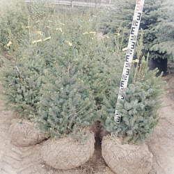 Ель сербская Picea omorika 80-100см WRB40 