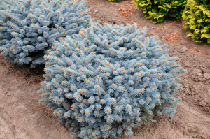 picea-pungens-glauca-globosa
