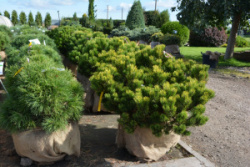 Pinus mugo `Carsten`s Wintergold` (1)