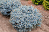 picea-pungens-glauca-globosa