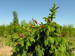 c219