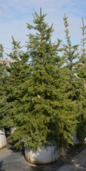 Ель сербская, Picea omorika (5)