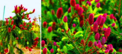 1637280530_39-pro-dachnikov-com-p-yel-obiknovennaya-akrokona-foto-39