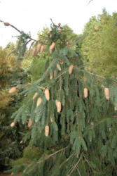 picea_abies_acrocona__32652